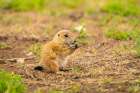 USA-Oklahoma-Wichita Mountains National Wildlife Refuge Baby prairie dog feeding Art Print